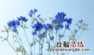 飞燕草种植教程 飞燕草种植教程图片