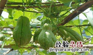 佛手瓜的种植方法 佛手瓜的种植方法介绍