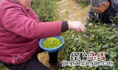 采摘茶叶的方法和技巧视频 采摘茶叶的方法和技巧