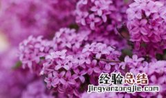 丁香花初学者种植教程视频 丁香花初学者种植教程