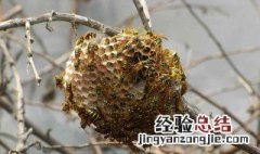 蜂窝怎么弄掉 蜂窝怎么弄掉视频教程