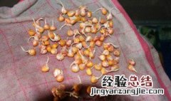 玉米催芽方法 玉米种子催芽方法是什么