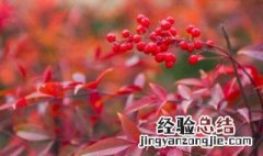 南天竹矮化种植方法 南天竹矮化如何种植