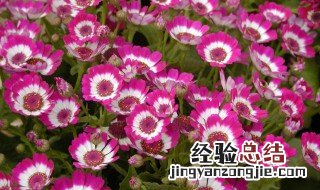 怎样栽培和养殖瓜叶菊花视频 怎样栽培和养殖瓜叶菊