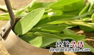 香草种子种植方法 香草种子如何种植