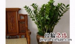 适合睡房养的植物排名 适合睡房养的植物排名是什么