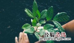 适合在家里养的3种花 适合在家里养的花有哪些