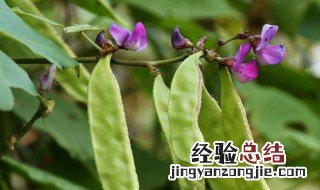 梅豆如何种植 梅豆种植新方法