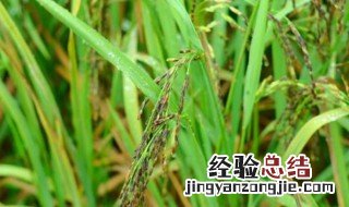 糯米的正宗种植方法 糯米的正宗种植方法介绍