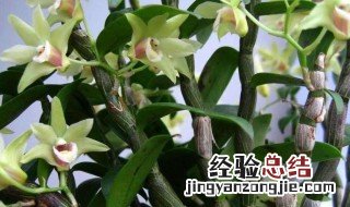 石斛苗盆栽种植方法 石斛苗怎么种植