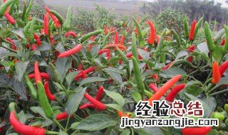 海椒种植的时间和方法? 冬季海椒的种植方法