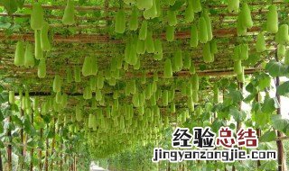 长吊瓜种植栽培方法 吊瓜怎么种植