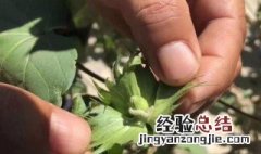 防治棉铃虫最佳方法 防治棉铃虫的方法