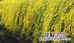 迎春花不开花怎么办 迎春花不开花怎么办视频