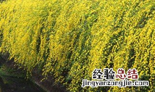 迎春花不开花怎么办 迎春花不开花怎么办视频