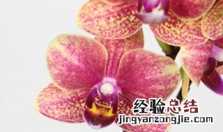 蝴蝶兰一年几次花期 蝴蝶兰多久开一次花