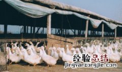 养鹅最佳控料方法 养鹅最佳控料方法图解