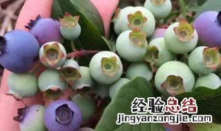 家庭蓝莓盆栽种植方法 家庭蓝莓盆栽种植方法是怎样的