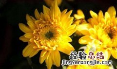 帅旗菊花的养殖方法 正确养殖方法如下