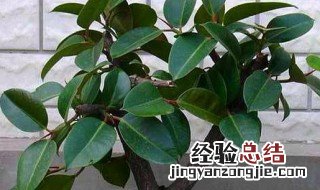 绿橡皮树怎么养殖方法和注意事项 绿橡皮树怎么养殖方法和注意事项