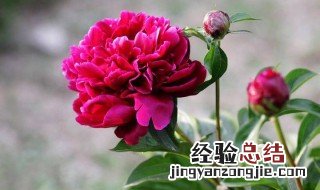 芍药花一年四季的养护方法视频 芍药花一年四季的养护方法