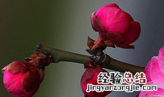 花语大全 寓意 花语大全