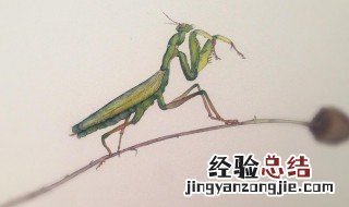 根据螳螂发明了什么 根据螳螂发明什么