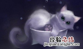 关于猫的网名女生 带有猫字的可爱女生网名