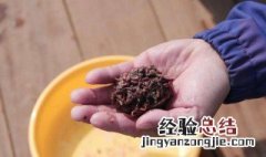 家养蚯蚓最简单方法 家养蚯蚓最简单方法多少钱一斤