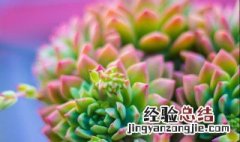 多肉植物的叶子怎么繁殖视频 多肉植物的叶子怎么繁殖