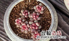 多肉用什么土种植最好 多肉植物用什么土种最好