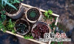 正确多肉种植方法步骤 正确多肉种植方法步骤