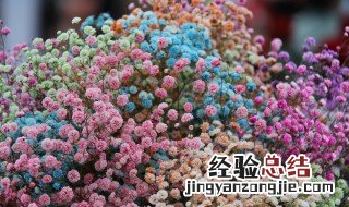 秋季满天星的种植方法 满天星秋冬种植方法