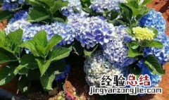 无尽夏绣球花的养殖方法和注意事项 无尽夏绣球花的养殖方法和注意事项 – 养殖日记