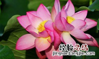 并蹄莲花怎么养护方法 并蹄莲花谢了怎么处理