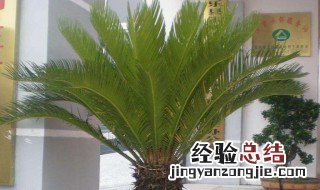 北方铁树冬季怎养护 铁树在北方冬天怎么养护