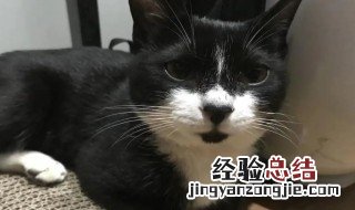 黑猫长白毛了怎么办 如何防止黑猫长白毛