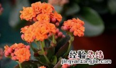 长寿花怎么促进开花 长寿花怎样促进开花