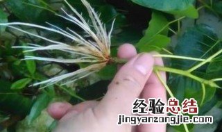 生长素处理生根的方法 处理生根的方法