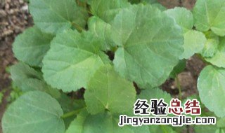 冬寒菜种植时间和方法 冬寒菜种植时间和方法 小报