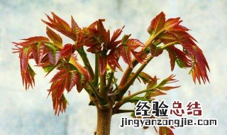 香椿是什么 香椿是什么菜图片