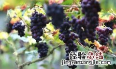 山葡萄怎么剪枝 山葡萄怎么剪枝视频