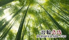 竹子冬天怎么养护好 竹子冬天怎么养护