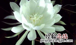 昙花如何养护花苞多 昙花长花苞怎么养护