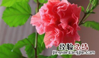 桑叶牡丹花怎么养家庭养法 桑叶牡丹花怎么养家庭养法图解