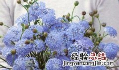 翠珠怎么醒花 翠珠怎么醒花比较好