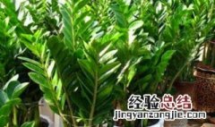 元宝树怎么养才茂盛视频 元宝树怎么养才茂盛