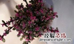 雅乐之舞植物怎么养 雅乐之舞怎么种植