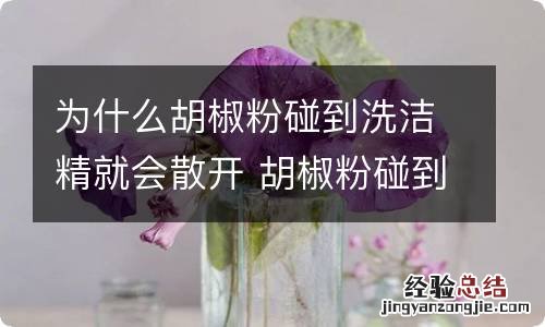 为什么胡椒粉碰到洗洁精就会散开 胡椒粉碰到洗洁精就会散开的原因