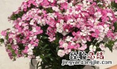 相思梅怎么养护时间长一些 相思梅怎么养护时间长